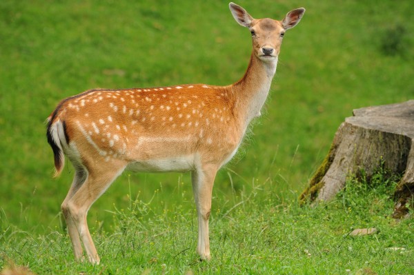 Young deer female